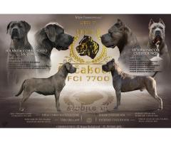Cane corso štenci