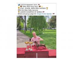 Jazavičari kratkodlaki kunićari