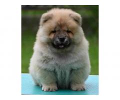Chow Chow Cau Cau Čau Čau