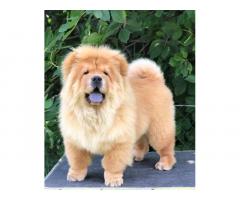 Chow Chow / Čau Čau štenci