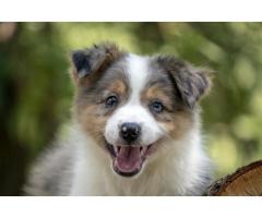 Border koli - Border collie, štenad