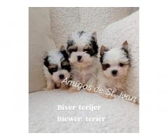 Biver terijer, biewer, jorksirski terijer, mini jorki