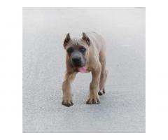 Cane Corso vrhunski štenci
