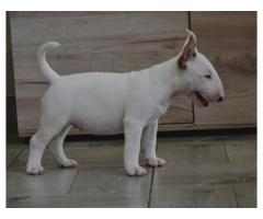 BULL TERRIJERI