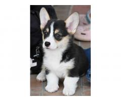 Velski korgi/Welsh Corgi Pembroke