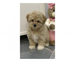 Maltipoo štenci
