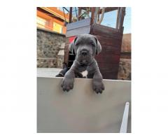 Cane Corso štenci