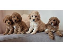 Pudle i Maltipoo štenci