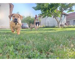 Južnoafrički mastif Boerboel štenci