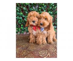 Labradoodle prelepi štenci