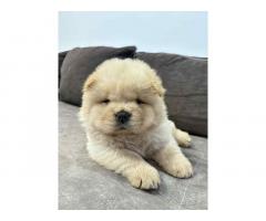 Čistokrvni CHOW-CHOW štenci