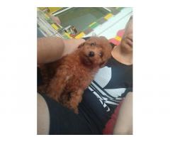 Crvena toy pudla