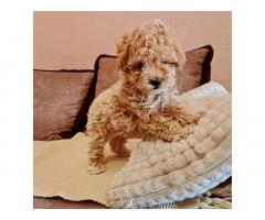 Maltipoo štenci