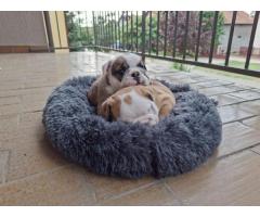 Engleski Buldog